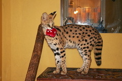 Killikus&reg; Fotographie